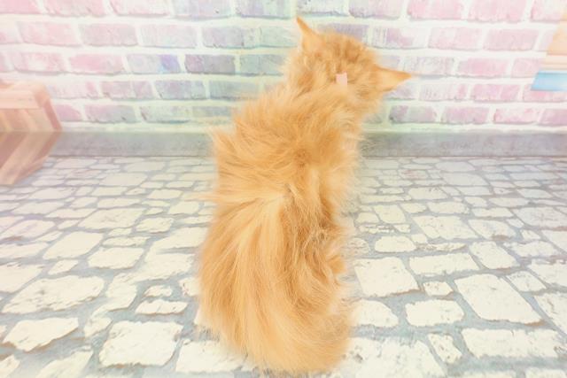 茨城県のメインクーン (Coo&RIKU日立店/2025年12月25日生まれ/女の子/レッドタビーホワイト)の子猫の4枚目の画像