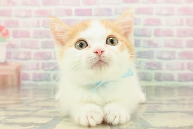 東京都のミヌエット (Coo&RIKU府中店/2025年12月26日生まれ/男の子/レッドタビーホワイト)の子猫の1枚目の画像