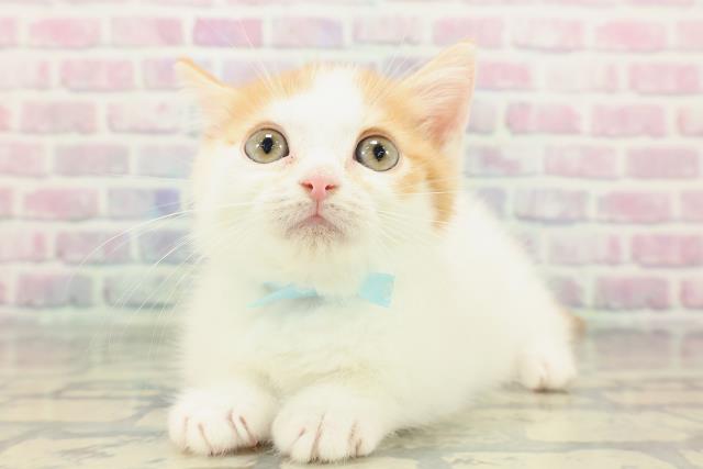 東京都のミヌエット (Coo&RIKU府中店/2025年12月26日生まれ/男の子/レッドタビーホワイト)の子猫の2枚目の画像