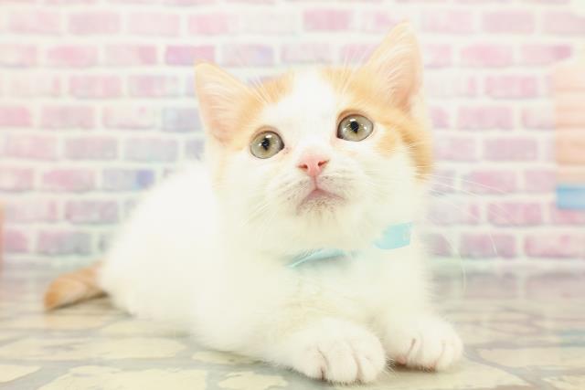 東京都のミヌエット (Coo&RIKU府中店/2025年12月26日生まれ/男の子/レッドタビーホワイト)の子猫の3枚目の画像