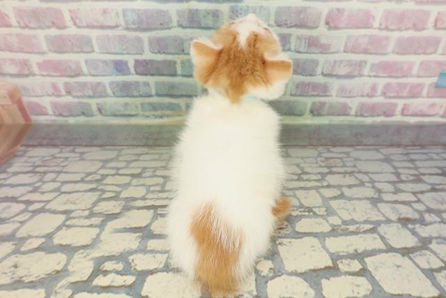 東京都のミヌエット (Coo&RIKU府中店/2025年12月26日生まれ/男の子/レッドタビーホワイト)の子猫の4枚目の画像