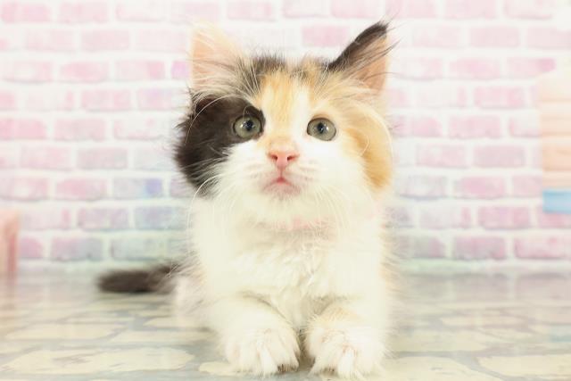 ノルウェージャン・フォレストキャット