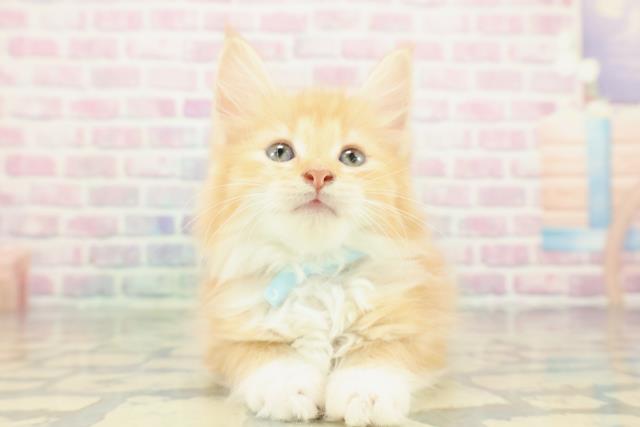 栃木県のノルウェージャンフォレストキャット (Coo&RIKUFKDインターパーク店/2025年12月27日生まれ/男の子/レッドタビーホワイト)の子猫の1枚目の画像