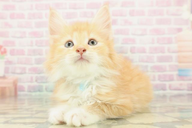 栃木県のノルウェージャンフォレストキャット (Coo&RIKUFKDインターパーク店/2025年12月27日生まれ/男の子/レッドタビーホワイト)の子猫の2枚目の画像