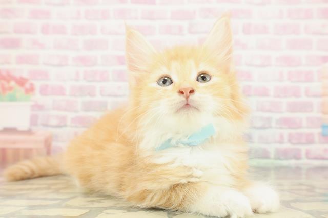 栃木県のノルウェージャンフォレストキャット (Coo&RIKUFKDインターパーク店/2025年12月27日生まれ/男の子/レッドタビーホワイト)の子猫の3枚目の画像