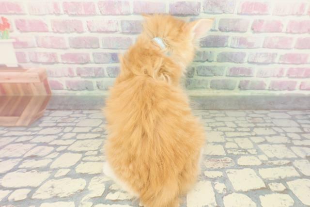 栃木県のノルウェージャンフォレストキャット (Coo&RIKUFKDインターパーク店/2025年12月27日生まれ/男の子/レッドタビーホワイト)の子猫の4枚目の画像