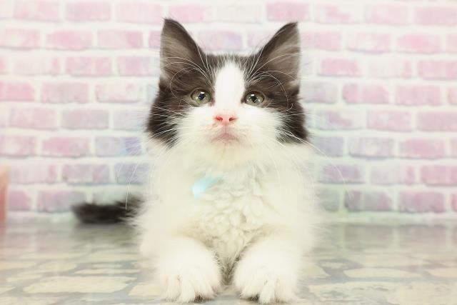 東京都のノルウェージャンフォレストキャット (Coo&RIKU府中店/2025年12月23日生まれ/男の子/ブラックホワイト)の子猫の1枚目の画像