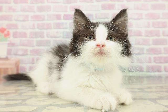 東京都のノルウェージャンフォレストキャット (Coo&RIKU府中店/2025年12月23日生まれ/男の子/ブラックホワイト)の子猫の3枚目の画像