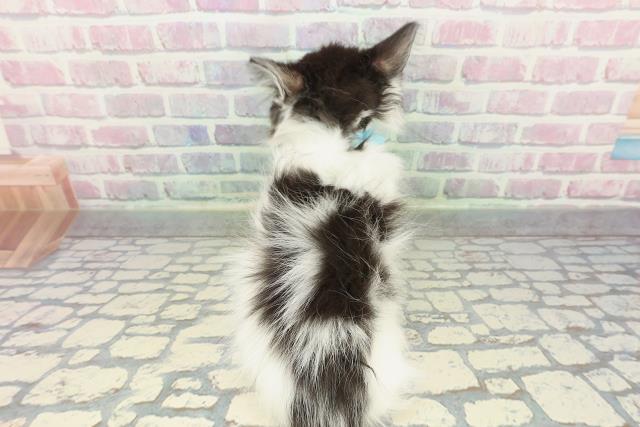 東京都のノルウェージャンフォレストキャット (Coo&RIKU府中店/2025年12月23日生まれ/男の子/ブラックホワイト)の子猫の4枚目の画像