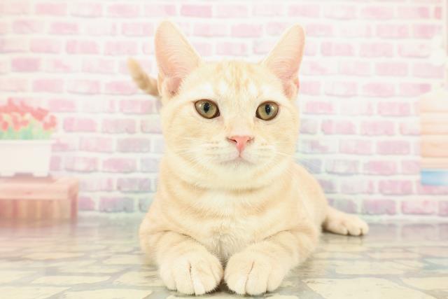 埼玉県のアメリカンショートヘアー (Coo&RIKU草加バイパス店/2025年10月4日生まれ/男の子/レッドタビー)の子猫