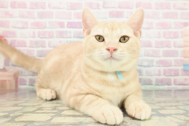 埼玉県のアメリカンショートヘアー (Coo&RIKU草加バイパス店/2025年10月4日生まれ/男の子/レッドタビー)の子猫の3枚目の画像