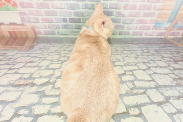 埼玉県のアメリカンショートヘアー (Coo&RIKU草加バイパス店/2025年10月4日生まれ/男の子/レッドタビー)の子猫の4枚目の画像