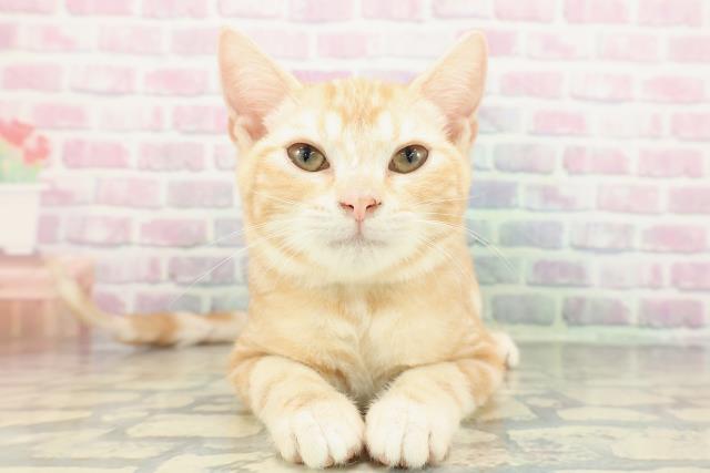 アメリカンショートヘアー