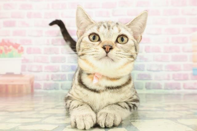 千葉県のアメリカンショートヘアー (Coo&RIKU流山店/2025年10月4日生まれ/女の子/シルバーパッチドタビー)の子猫の1枚目の画像