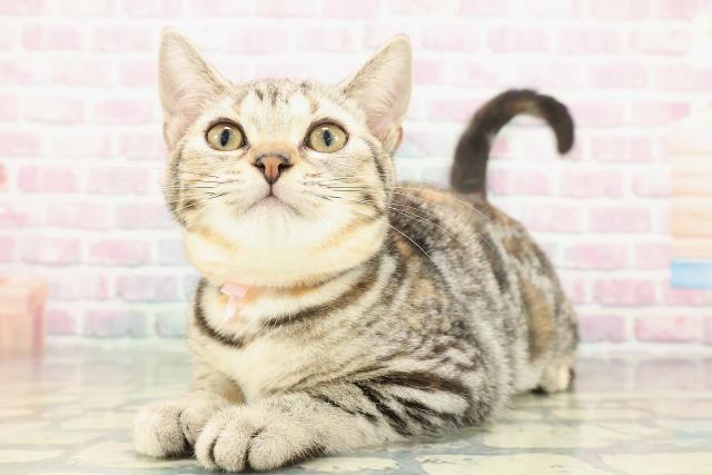 千葉県のアメリカンショートヘアー (Coo&RIKU流山店/2025年10月4日生まれ/女の子/シルバーパッチドタビー)の子猫の2枚目の画像