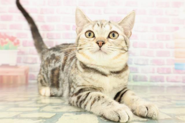 千葉県のアメリカンショートヘアー (Coo&RIKU流山店/2025年10月4日生まれ/女の子/シルバーパッチドタビー)の子猫の3枚目の画像