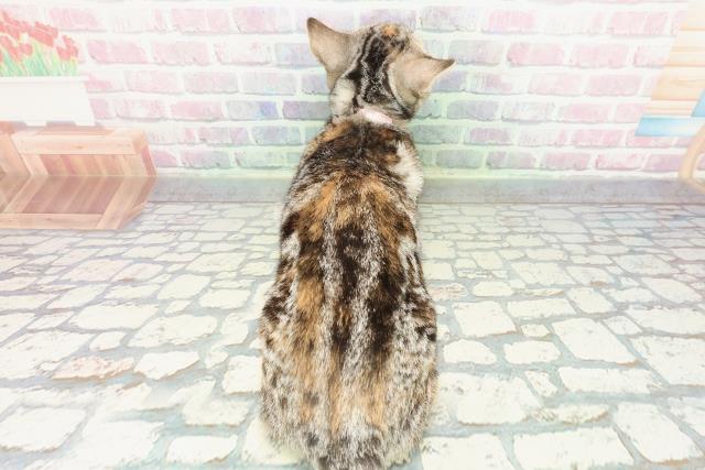 千葉県のアメリカンショートヘアー (Coo&RIKU流山店/2025年10月4日生まれ/女の子/シルバーパッチドタビー)の子猫の4枚目の画像