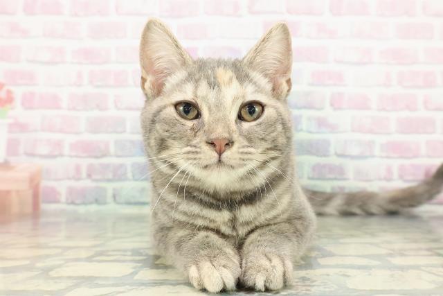 東京都のアメリカンショートヘアー (Coo&RIKU府中店/2025年10月4日生まれ/女の子/ブルーパッチドタビー)の子猫の1枚目の画像