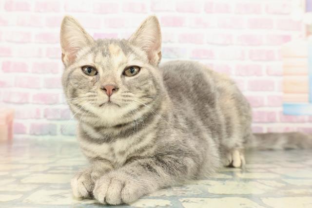 東京都のアメリカンショートヘアー (Coo&RIKU府中店/2025年10月4日生まれ/女の子/ブルーパッチドタビー)の子猫の2枚目の画像