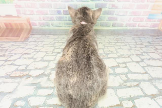 東京都のアメリカンショートヘアー (Coo&RIKU府中店/2025年10月4日生まれ/女の子/ブルーパッチドタビー)の子猫の4枚目の画像