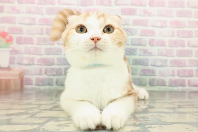 千葉県のスコティッシュフォールド (Coo&RIKUフレスポ稲毛店/2025年10月7日生まれ/男の子/レッドタビーホワイト)の子猫の1枚目の画像