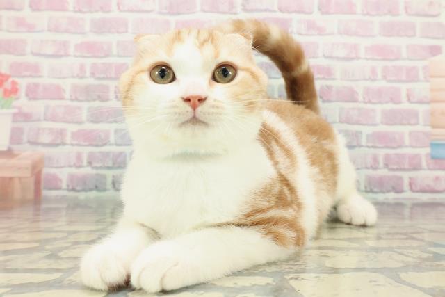 千葉県のスコティッシュフォールド (Coo&RIKUフレスポ稲毛店/2025年10月7日生まれ/男の子/レッドタビーホワイト)の子猫の2枚目の画像