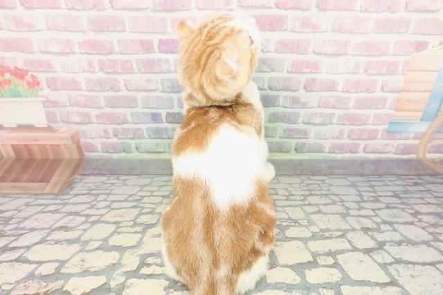 千葉県のスコティッシュフォールド (Coo&RIKUフレスポ稲毛店/2025年10月7日生まれ/男の子/レッドタビーホワイト)の子猫の4枚目の画像