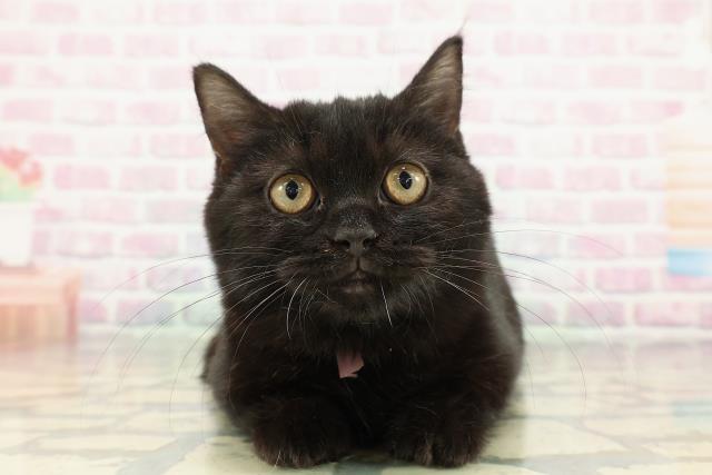 東京都のマンチカン (Coo&RIKU練馬店/2025年10月26日生まれ/女の子/ブラック)の子猫の1枚目の画像