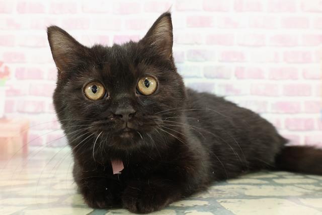 東京都のマンチカン (Coo&RIKU練馬店/2025年10月26日生まれ/女の子/ブラック)の子猫の2枚目の画像