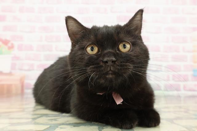 東京都のマンチカン (Coo&RIKU練馬店/2025年10月26日生まれ/女の子/ブラック)の子猫の3枚目の画像