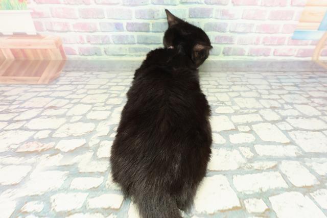 東京都のマンチカン (Coo&RIKU練馬店/2025年10月26日生まれ/女の子/ブラック)の子猫の4枚目の画像