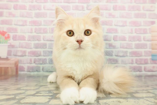 東京都のサイベリアン (Coo&RIKU練馬店/2025年10月20日生まれ/女の子/クリームタビーホワイト)の子猫の1枚目の画像