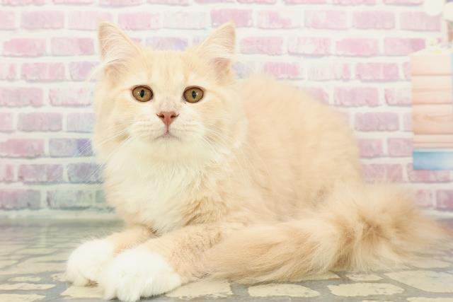 東京都のサイベリアン (Coo&RIKU練馬店/2025年10月20日生まれ/女の子/クリームタビーホワイト)の子猫の2枚目の画像