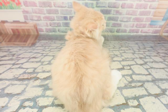 東京都のサイベリアン (Coo&RIKU練馬店/2025年10月20日生まれ/女の子/クリームタビーホワイト)の子猫の4枚目の画像