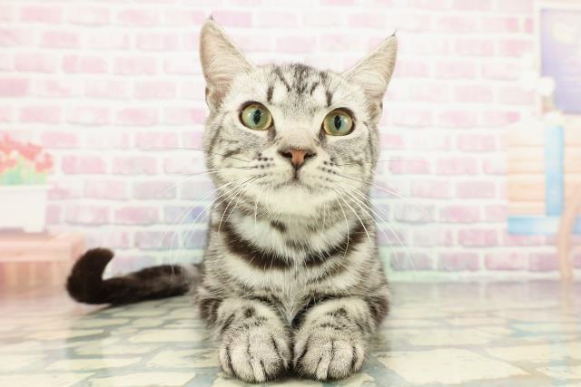 東京都のアメリカンショートヘアー (Coo&RIKU八王子西店/2025年7月17日生まれ/男の子/シルバータビー)の子猫の1枚目の画像