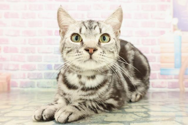 東京都のアメリカンショートヘアー (Coo&RIKU八王子西店/2025年7月17日生まれ/男の子/シルバータビー)の子猫の2枚目の画像