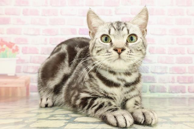 東京都のアメリカンショートヘアー (Coo&RIKU八王子西店/2025年7月17日生まれ/男の子/シルバータビー)の子猫の3枚目の画像