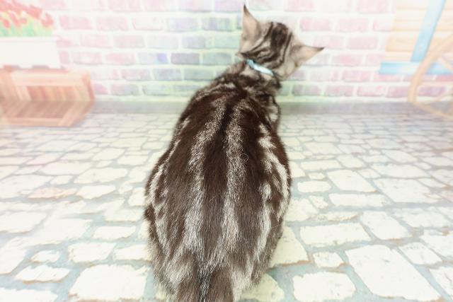 東京都のアメリカンショートヘアー (Coo&RIKU八王子西店/2025年7月17日生まれ/男の子/シルバータビー)の子猫の4枚目の画像