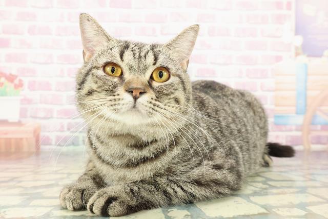 東京都のマンチカン (Coo&RIKU板橋店/2025年5月18日生まれ/男の子/ブラウンタビー)の子猫の2枚目の画像