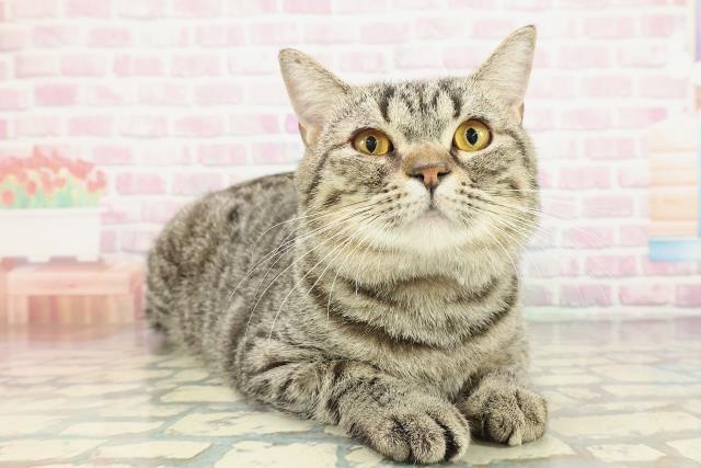 東京都のマンチカン (Coo&RIKU板橋店/2025年5月18日生まれ/男の子/ブラウンタビー)の子猫の3枚目の画像