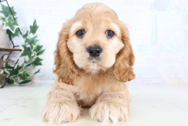 アメリカン・コッカースパニエル