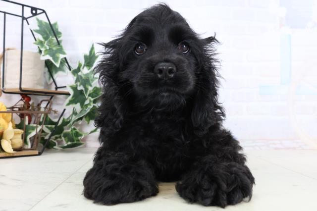 福岡県のアメリカンコッカースパニエル (Coo&RIKU福岡古賀店/2025年12月15日生まれ/女の子/ブラックホワイト)の子犬の1枚目の画像