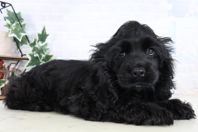 福岡県のアメリカンコッカースパニエル (Coo&RIKU福岡古賀店/2025年12月15日生まれ/女の子/ブラックホワイト)の子犬の2枚目の画像