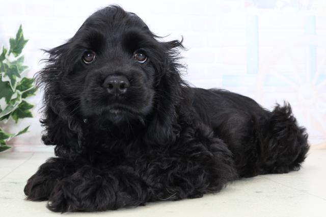 福岡県のアメリカンコッカースパニエル (Coo&RIKU福岡古賀店/2025年12月15日生まれ/女の子/ブラックホワイト)の子犬の3枚目の画像