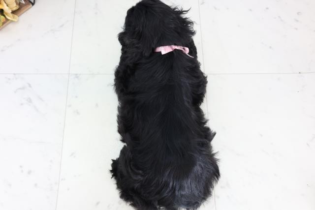 福岡県のアメリカンコッカースパニエル (Coo&RIKU福岡古賀店/2025年12月15日生まれ/女の子/ブラックホワイト)の子犬の4枚目の画像