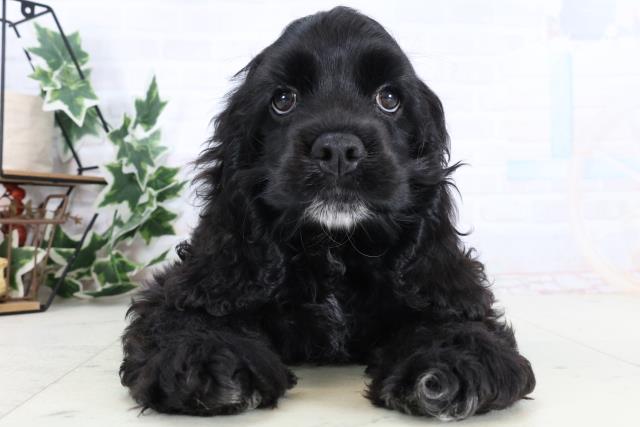 沖縄県のアメリカンコッカースパニエル (Coo&RIKUイーアス沖縄豊崎店/2025年12月15日生まれ/女の子/ブラックホワイト)の子犬