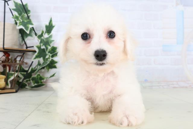 鹿児島県のビションフリーゼ (Coo&RIKU鹿児島店/2025年12月28日生まれ/男の子/ホワイト)の子犬の1枚目の画像