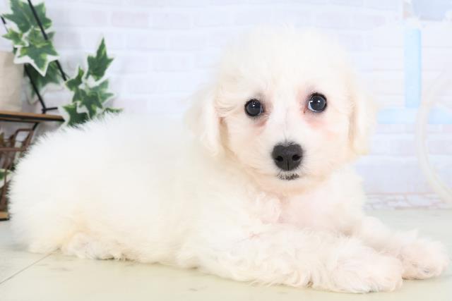 鹿児島県のビションフリーゼ (Coo&RIKU鹿児島店/2025年12月28日生まれ/男の子/ホワイト)の子犬の2枚目の画像