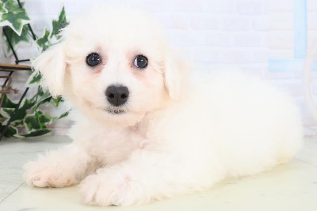 鹿児島県のビションフリーゼ (Coo&RIKU鹿児島店/2025年12月28日生まれ/男の子/ホワイト)の子犬の3枚目の画像