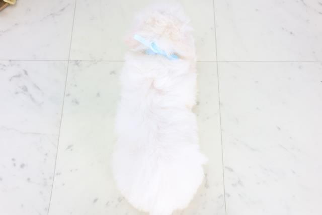 鹿児島県のビションフリーゼ (Coo&RIKU鹿児島店/2025年12月28日生まれ/男の子/ホワイト)の子犬の4枚目の画像